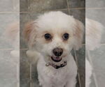 Small #3 Cavachon