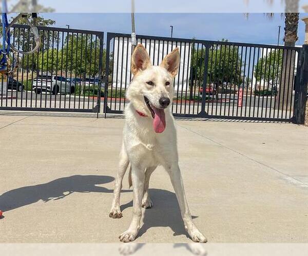 Medium Photo #2 Gerberian Shepsky Puppy For Sale in Orange, CA, USA