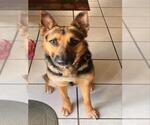 Small German Shepherd Dog Mix