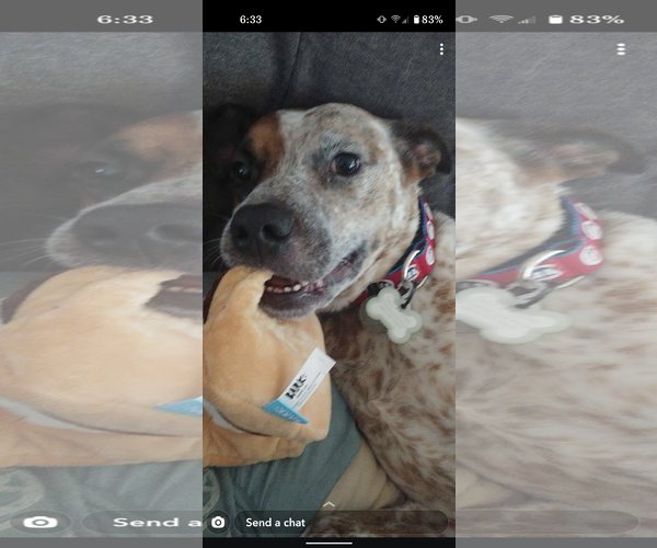 Medium Photo #5 Mutt Puppy For Sale in Garden City, NY, USA