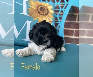 ShihPoo Puppy for sale in HALETHORPE, MD, USA