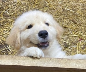 Golden Retriever-Samoyed Mix Puppy for Sale in NORMANDY, Tennessee USA