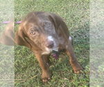 Small Labrador Retriever Mix