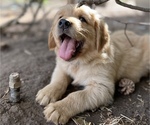 Small Golden Retriever