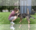 Small #8 German Shepherd Dog