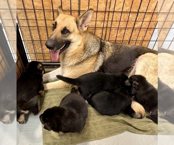 Medium Photo #10 German Shepherd Dog Puppy For Sale in BRIGHTON, CO, USA