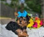 Small #1 Yorkshire Terrier