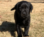 Small Photo #23 Labrador Retriever Puppy For Sale in ATHENS, GA, USA