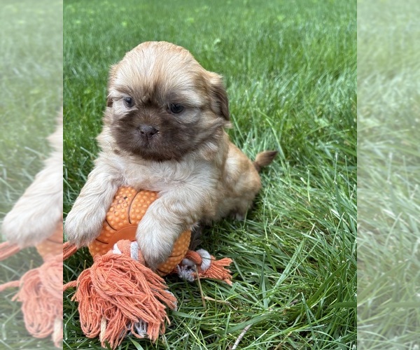 Medium Photo #5 Shih Tzu Puppy For Sale in MIDDLEBURY, IN, USA