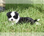 Small #2 Shih Aussie