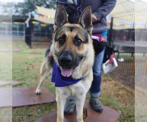 German Shepherd Dog-Unknown Mix Dogs for adoption in San Antonio, TX, USA
