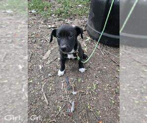 Mutt Dogs for adoption in San Antonio, TX, USA