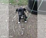 Small Mutt