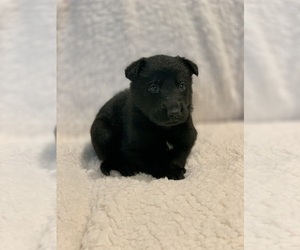 German Shepherd Dog Puppy for sale in JEFFERSON, OR, USA
