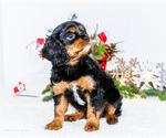 Small #8 Cavalier King Charles Spaniel