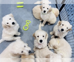 Goldendoodle Litter for sale in VALRICO, FL, USA