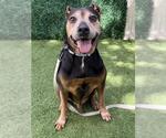 ZEUS - Male Rottweiler-Unknown Mix Dog for Adoption - Small photo