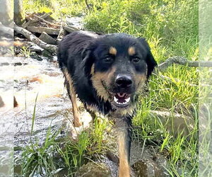 Delta - Male Australian Shepherd-Unknown Mix Dog for Adoption - Photo #3