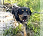 Small Photo #3 Australian Shepherd-Unknown Mix Puppy For Sale in Tabernash, CO, USA