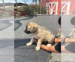 Small #13 Kangal Dog