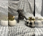 Puppy Puppy 2 eric Cane Corso