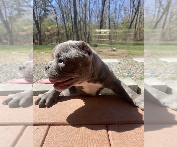 Medium Photo #2 American Bully-American Pit Bull Terrier Mix Puppy For Sale in DRACUT, MA, USA
