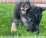 Small Photo #10 German Shepherd Dog Puppy For Sale in JURUPA VALLEY, CA, USA