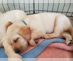 Small Photo #12 Labrador Retriever Puppy For Sale in WATERFORD, WI, USA