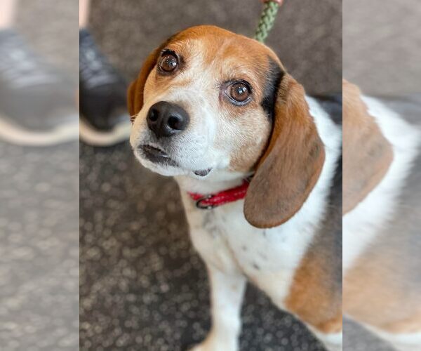Medium Photo #8 Beagle Puppy For Sale in Boonton, NJ, USA