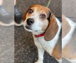 Small #7 Beagle