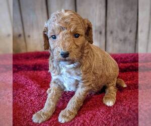 Goldendoodle (Miniature) Puppy for sale in WITHEE, WI, USA