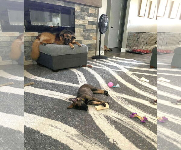 Medium Photo #4 German Shepherd Dog Puppy For Sale in Gretna, NE, USA