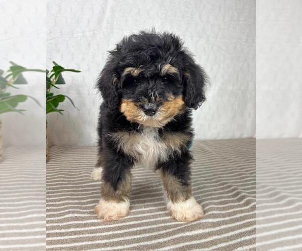 Medium Photo #5 Bernedoodle (Miniature) Puppy For Sale in GREENFIELD, IN, USA