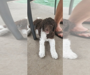 Schnoodle (Giant) Puppy for sale in HUDSON, FL, USA
