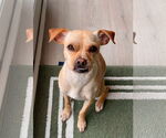 Small #7 Chihuahua Mix