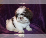 Small Photo #17 Shih Tzu Puppy For Sale in BLOOMINGTON, IN, USA