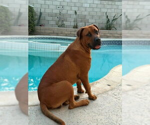 Rocco - (Courtesy Post) Foster or Adopt Me! - Male Rhodesian Ridgeback Dog for Adoption - Photo #3