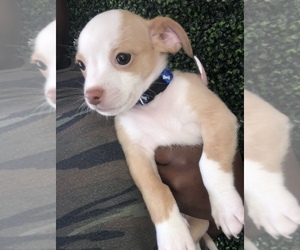 Chihuahua Puppy for sale in DALE CITY, VA, USA