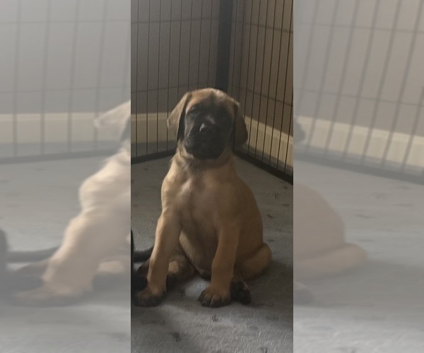 Medium Photo #3 Mastiff Puppy For Sale in OLATHE, KS, USA