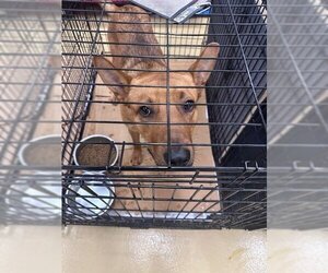 German Shepherd Dog Dogs for adoption in Pasadena, TX, USA