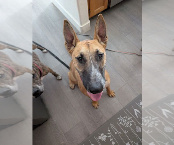 Medium Photo #1 Bull Terrier-Unknown Mix Puppy For Sale in Las Vegas, NV, USA