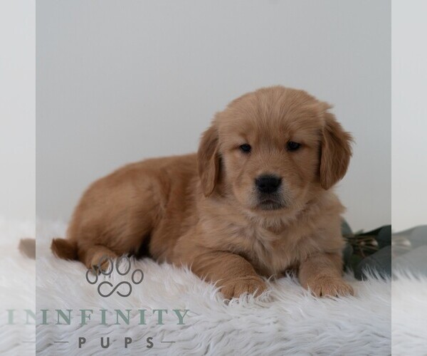 Medium Photo #5 Golden Retriever Puppy For Sale in NEWPORT, PA, USA