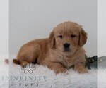 Small #4 Golden Retriever