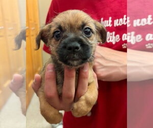 Pominese Dogs for adoption in Grafton, WI, USA