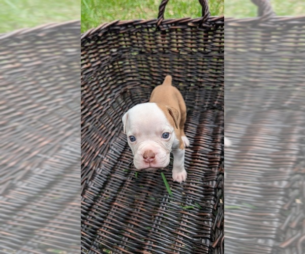 Medium Photo #10 Olde English Bulldogge Puppy For Sale in AUSTIN, TX, USA