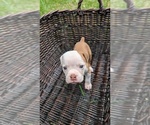 Small #9 Olde English Bulldogge