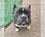 Small #4 Bulldog Mix