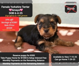 Yorkshire Terrier Puppy for sale in TUCSON, AZ, USA