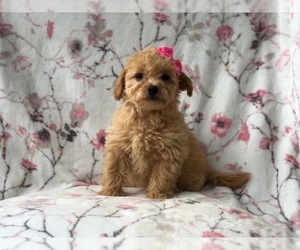 Morkie-Poodle (Miniature) Mix Puppy for sale in LAKELAND, FL, USA
