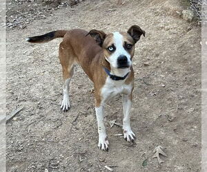 Zeus (from GA) - Male Mutt Dog for Adoption - Photo #2